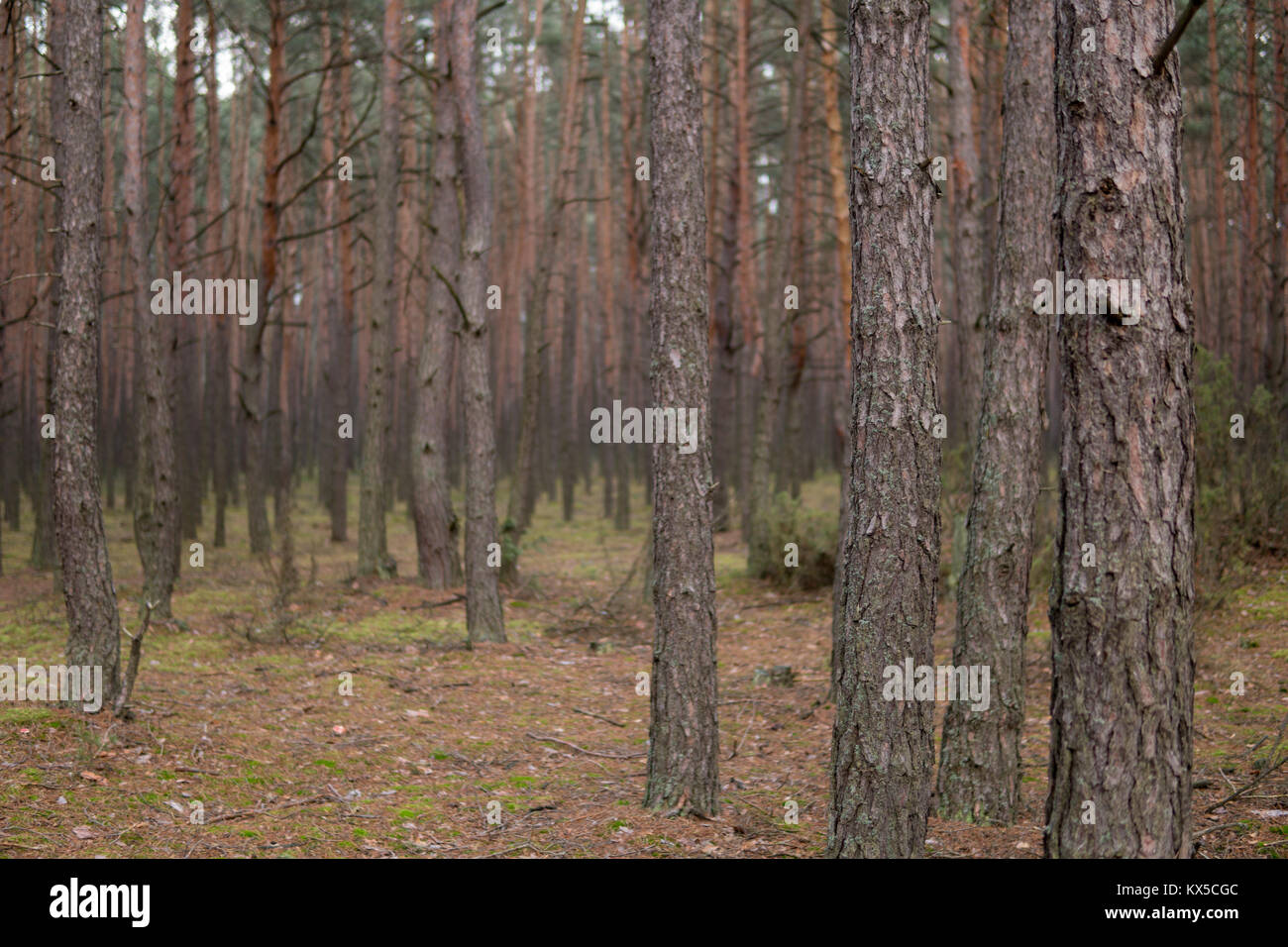 large number of pine trees growing inside of forest during autumn