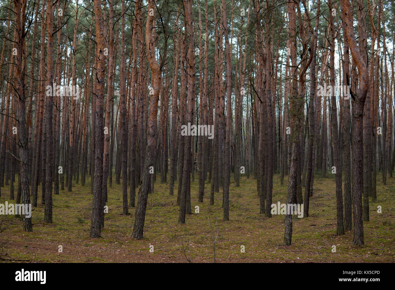 large number of pine trees growing inside of forest during autumn
