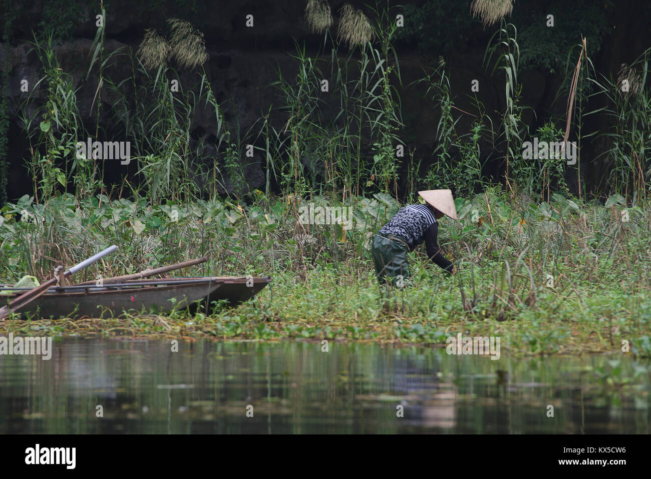 Vietnamese rice worker in Tam Coc, Vietnam Stock Photo