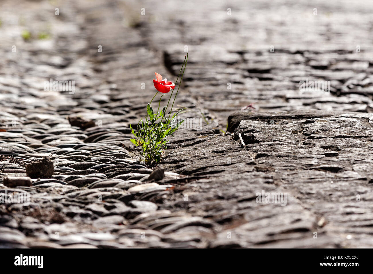 Poppy flower growing on old cobble stone street Stock Photo - Alamy