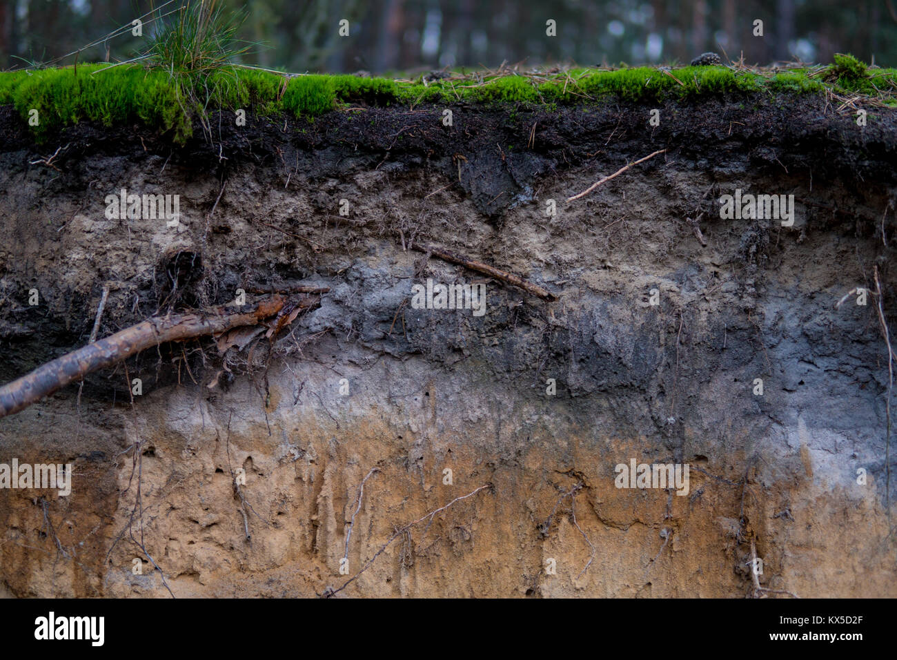 close up of podzol soil with visible layers on sands Stock Photo Alamy