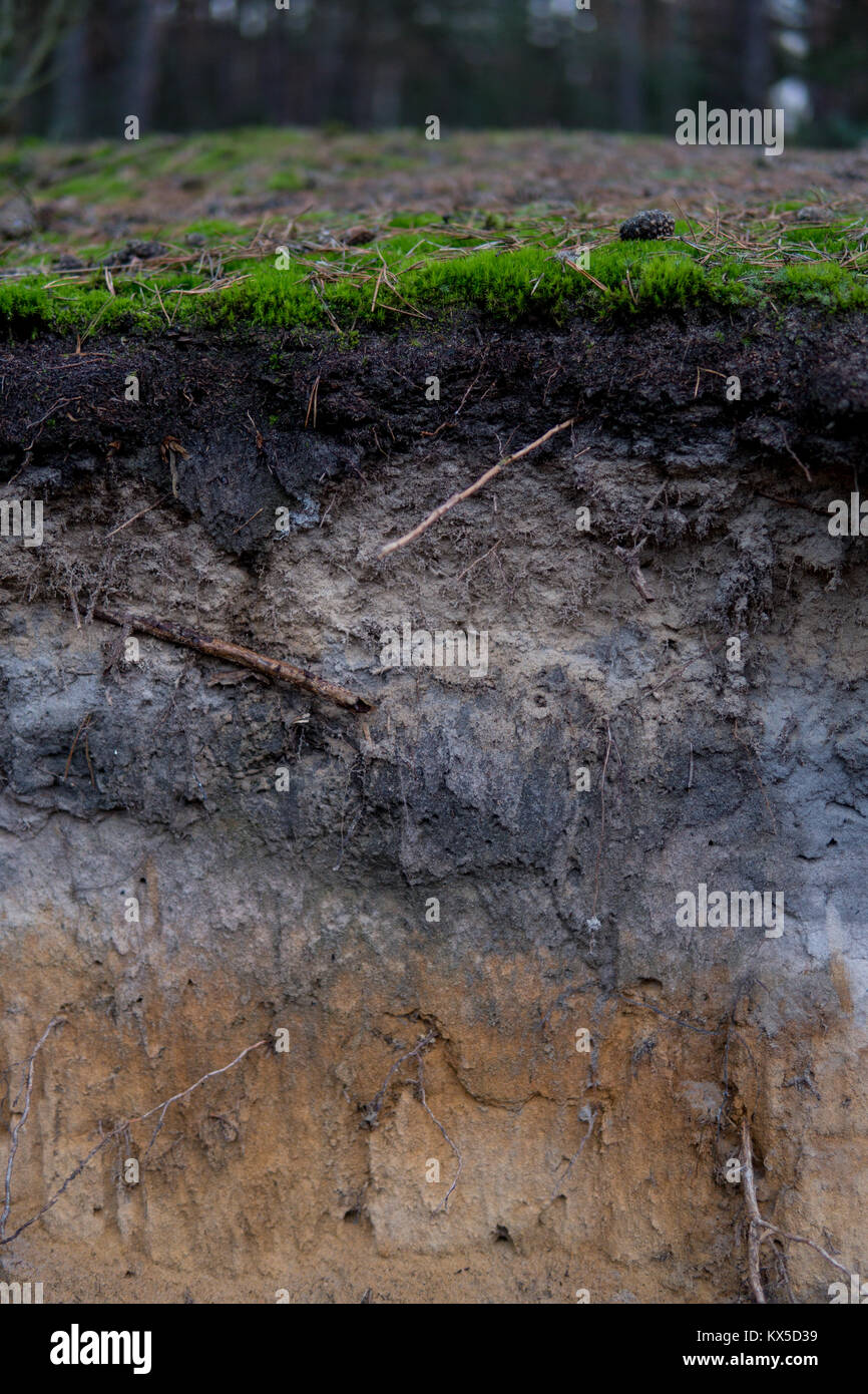 close up of podzol soil with visible layers on sands Stock Photo