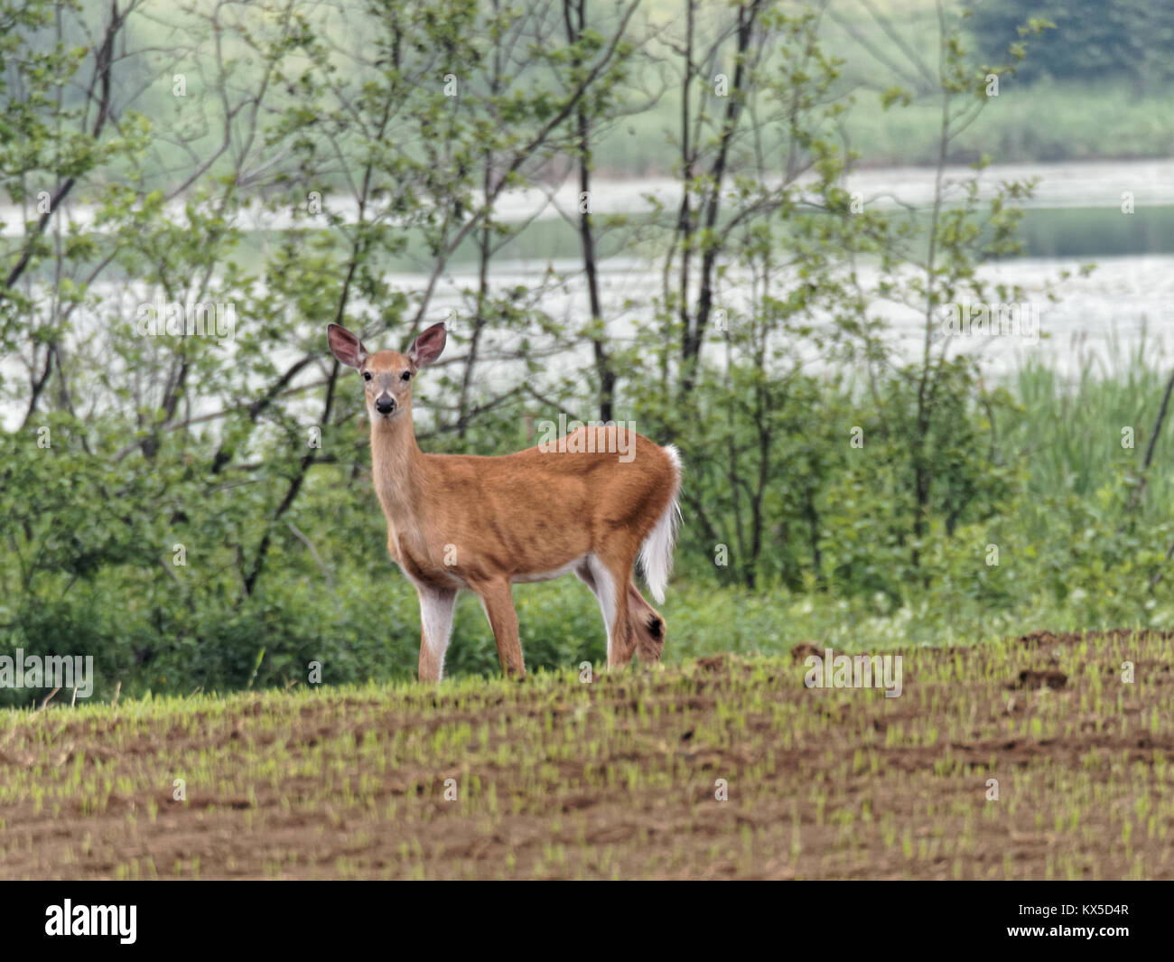 White tail deer standing in a field Stock Photo Alamy