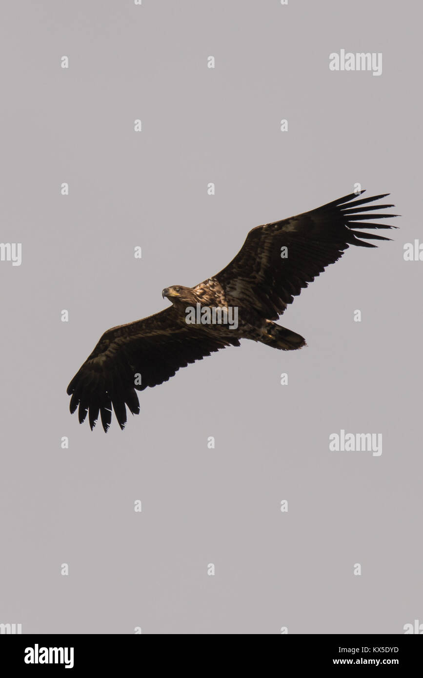 Young sea eagle hi-res stock photography and images - Alamy