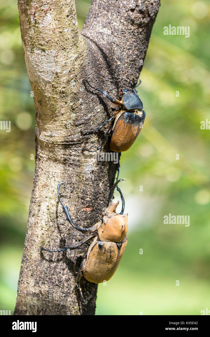 Several elephant beetles (Megasoma elephas) climbing on branch, Limon