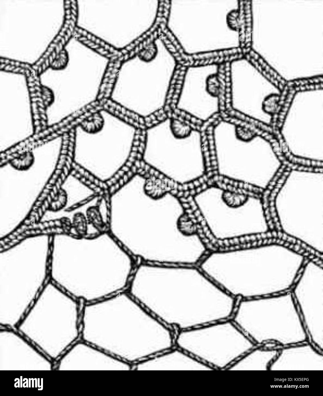 Needle lace, showing button hole stitch 1891 Stock Photo