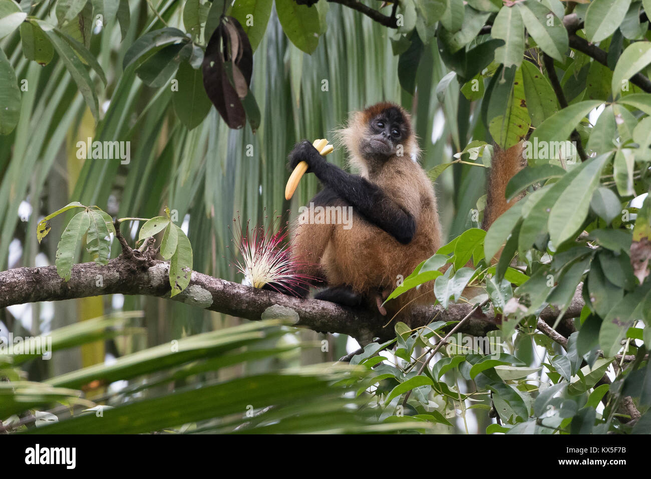 Geoffroy's spider monkey (Ateles geoffroyi), or black-handed spider ...