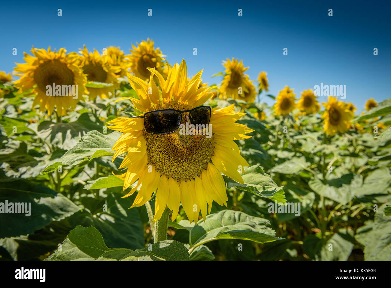 Funny smiling Sunflower wearing Oakley sunglasses Stock Photo
