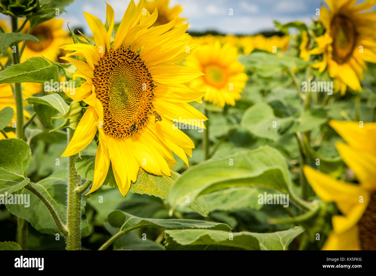 Sunflower field in Surgeres France Stock Photo
