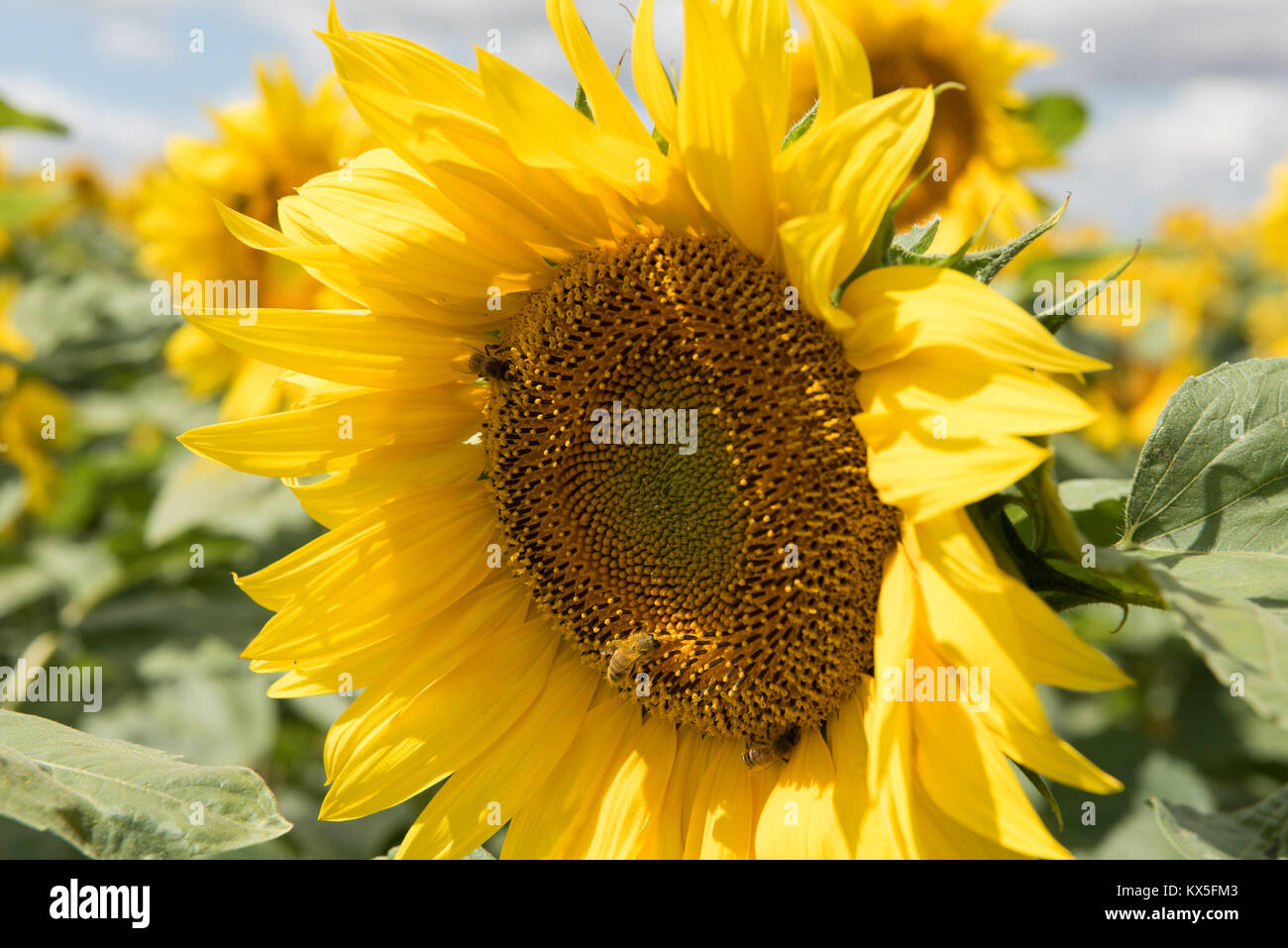 Sunflower field in Surgeres France Stock Photo