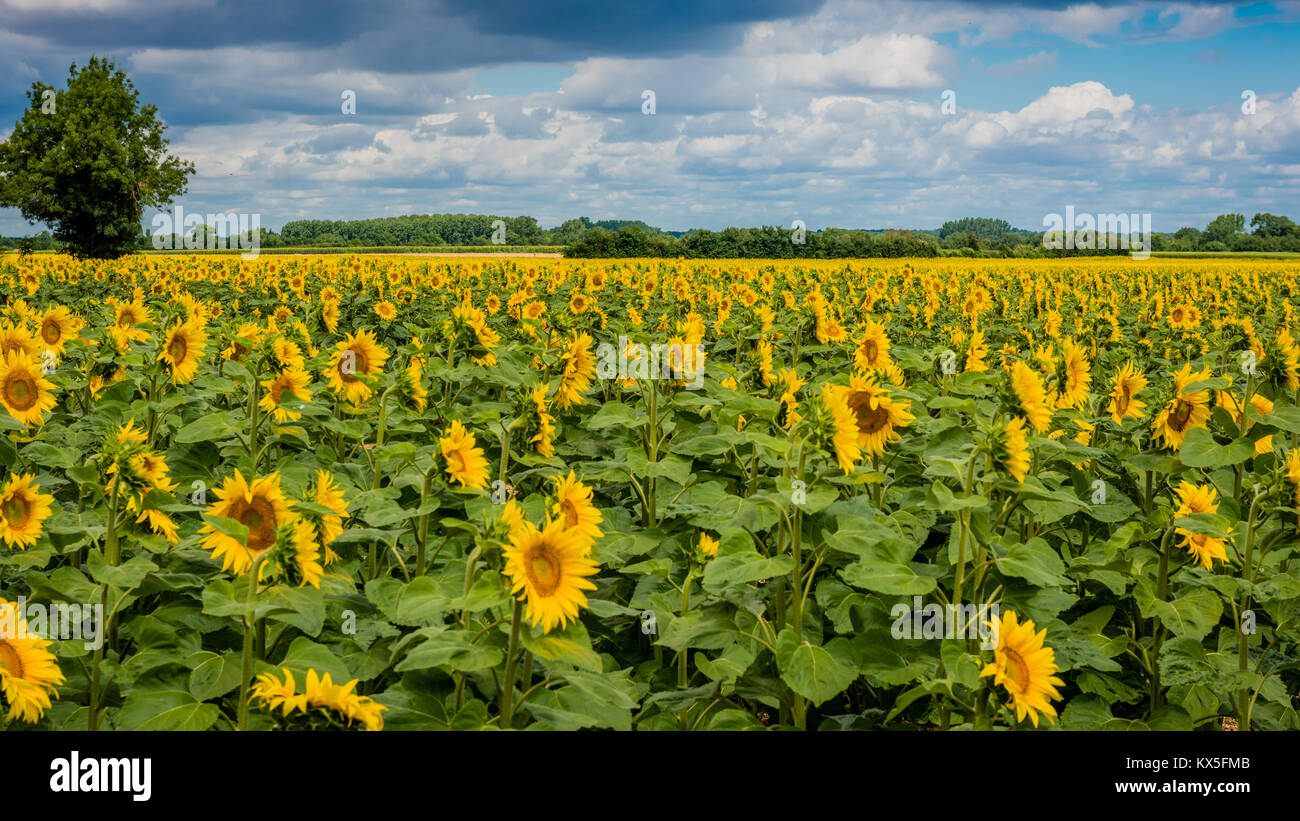 Sunflower field in Surgeres France Stock Photo