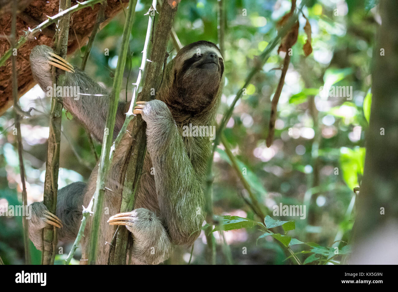 Three-toed sloth (Bradypus) in tree, National Park Manuel Antonio, Costa Rica Stock Photo