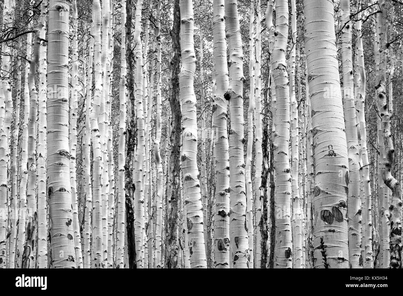 Black and white aspen trees make a natural background texture pattern