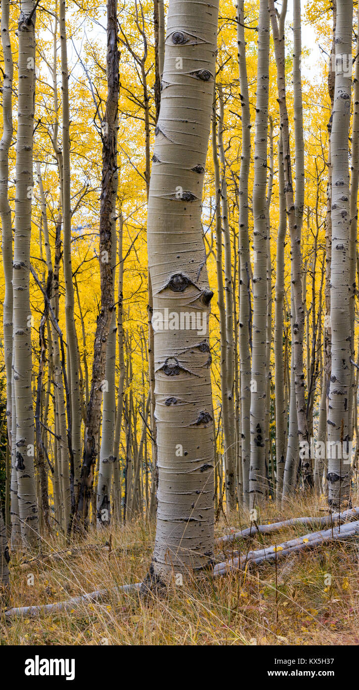 Aspen tree trunk with vertical closeup of white textured bark in a