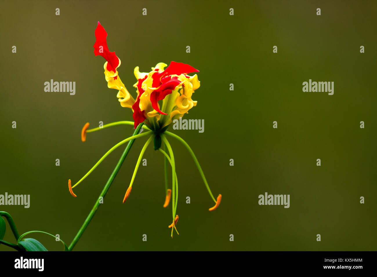 Gloriosa superba (glory lily) is the state flower of Tamilnadu Stock