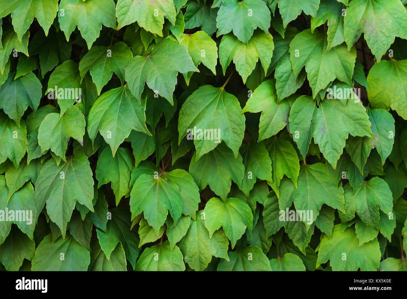 Natural background of green leaves of wild grapes Stock Photo - Alamy