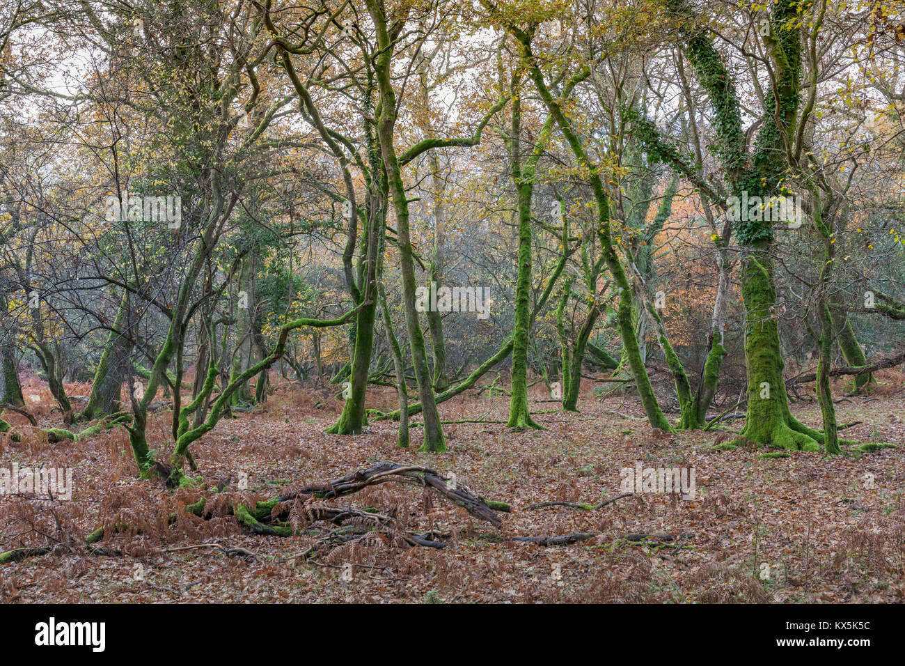 Tangled trees hires stock photography and images Alamy
