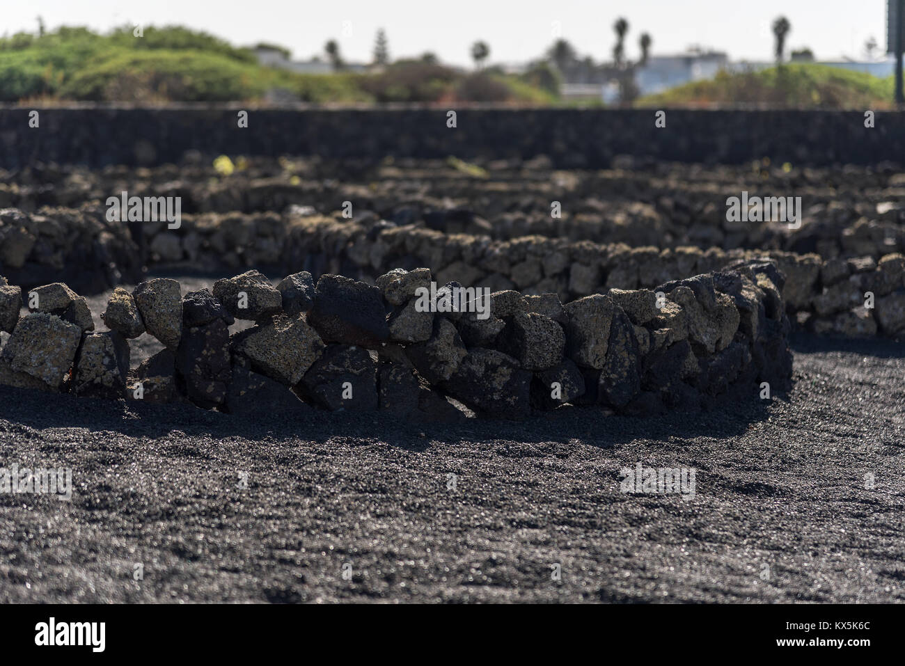Lavasteinmauern zu Schutz der angebauten Pflanzen vor dem starken Wind auf Lanzarote Stock Photo