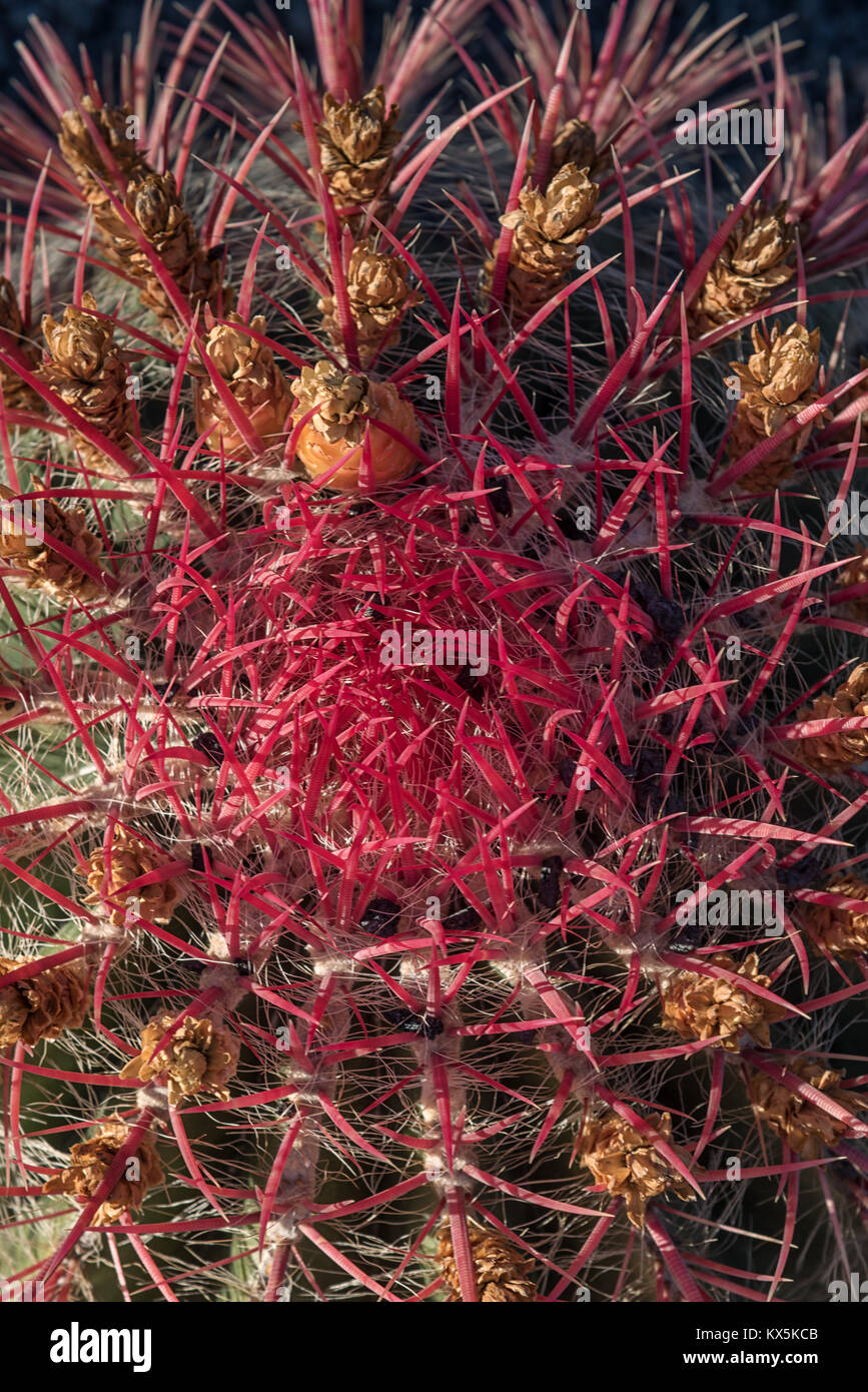 Detailfoto eines Kaktus Echinocactus grusonii   Schwiegermutterstuhl - im Kaktusgarten von César Manrique in Guatiza auf Lanzarote Stock Photo