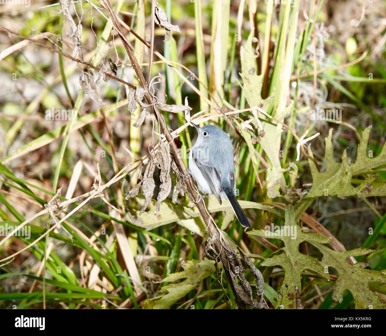 Blue-gray Gnatcatcher (Polioptila caerulea), Crystal River, Florida, USA Stock Photo