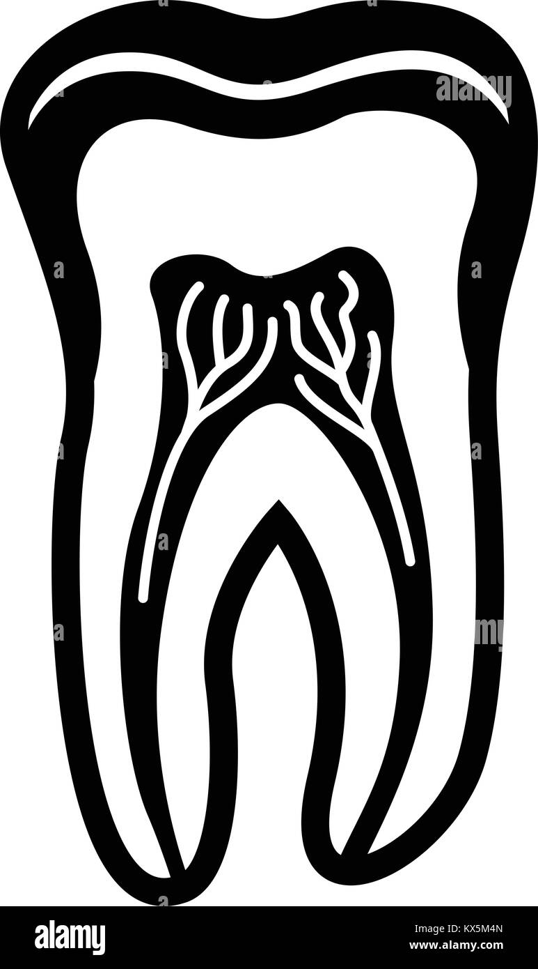 Structure of the tooth Black and White Stock Photos & Images - Alamy