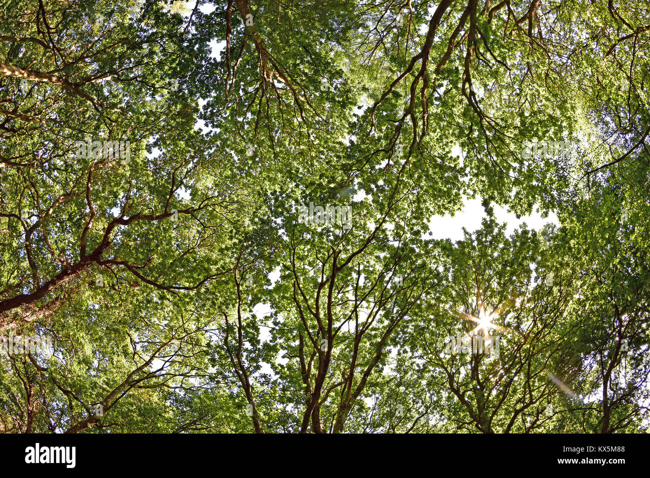 Oak trees woodland tree canopy hi-res stock photography and images - Alamy