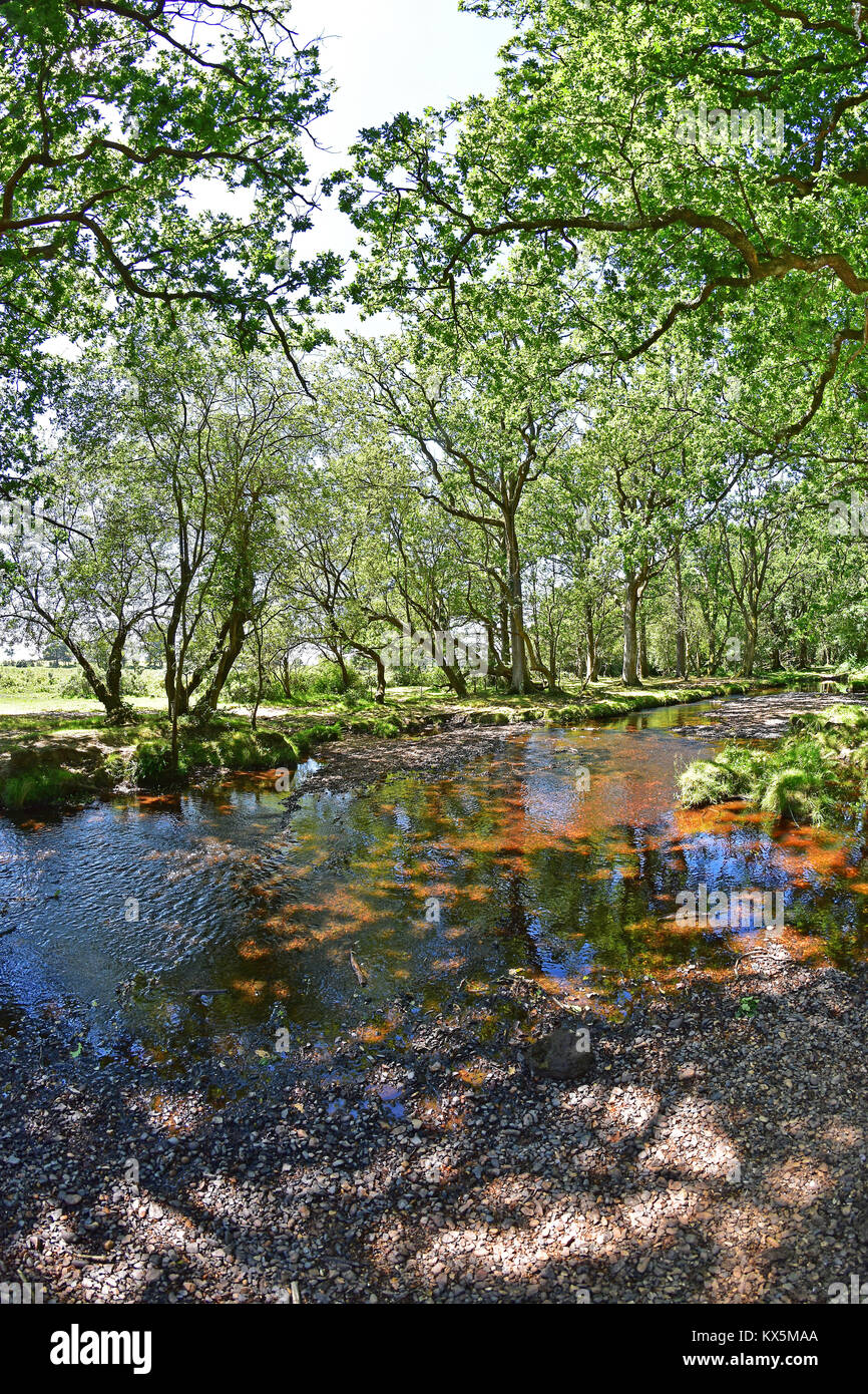 Brockenhurst park hi-res stock photography and images - Alamy