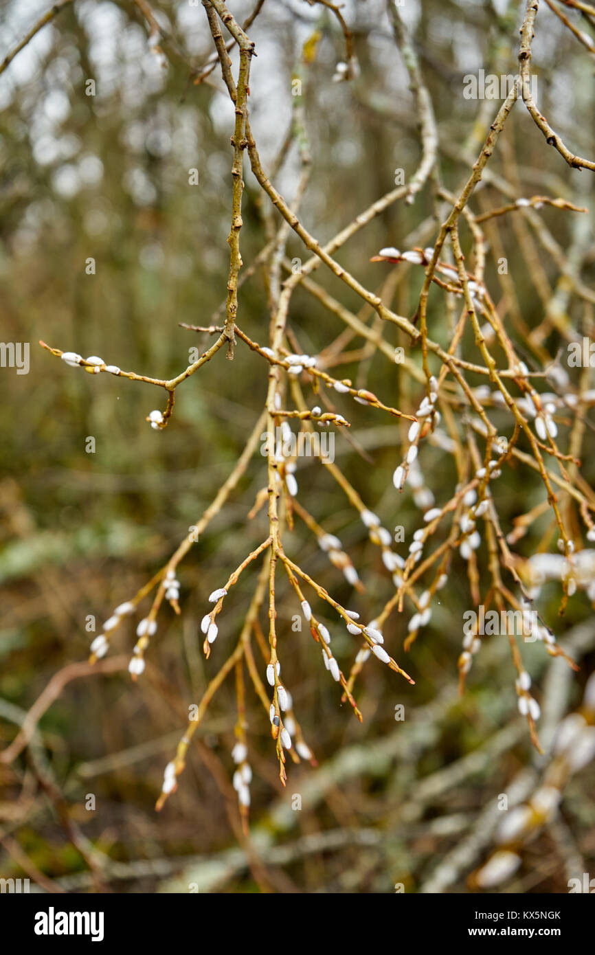 Saule Marsault -  Salix caprea - with Flover Buds In The Middle Of The Winter Stock Photo