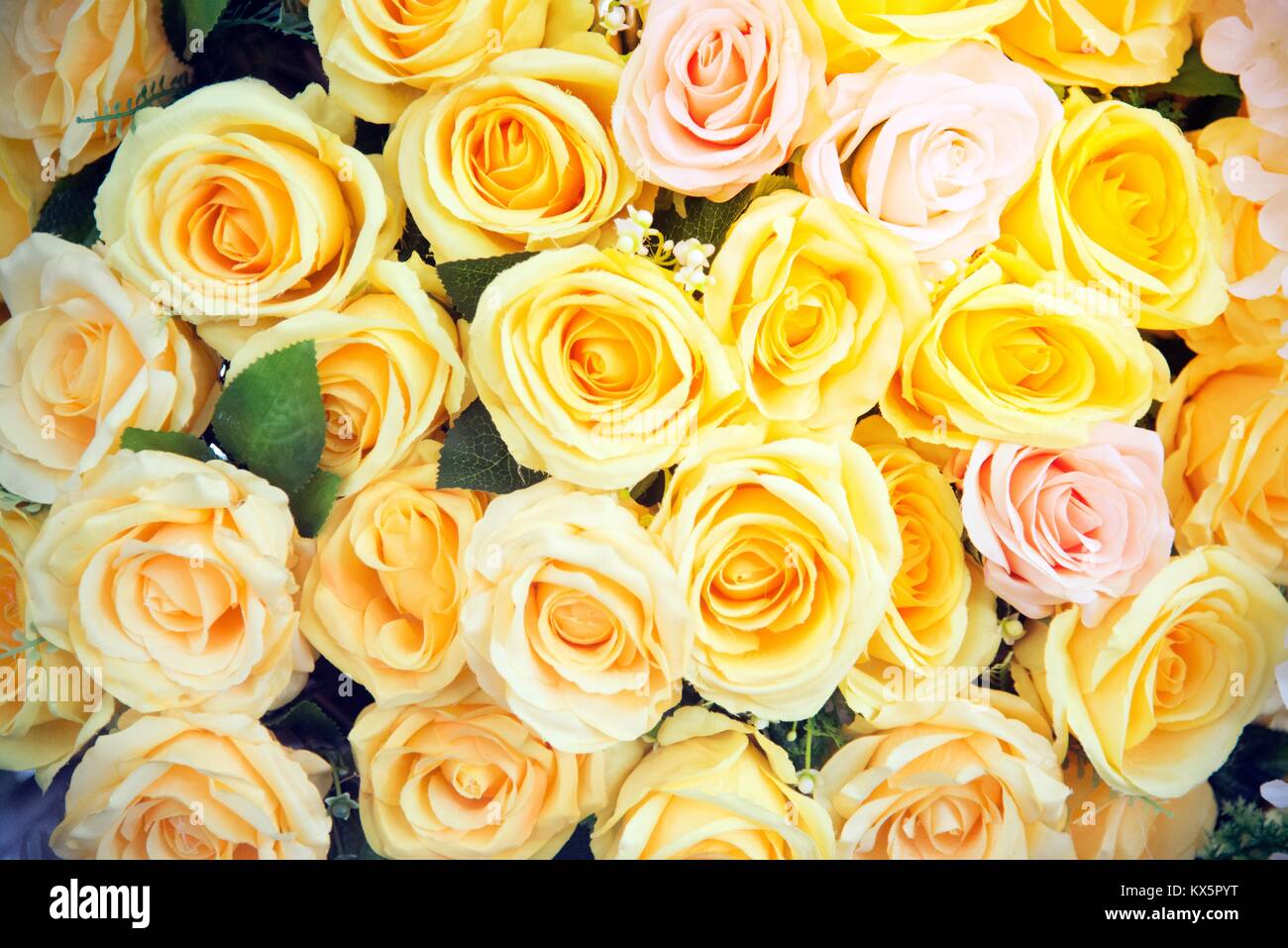 Yellow rose texture and background Stock Photo - Alamy