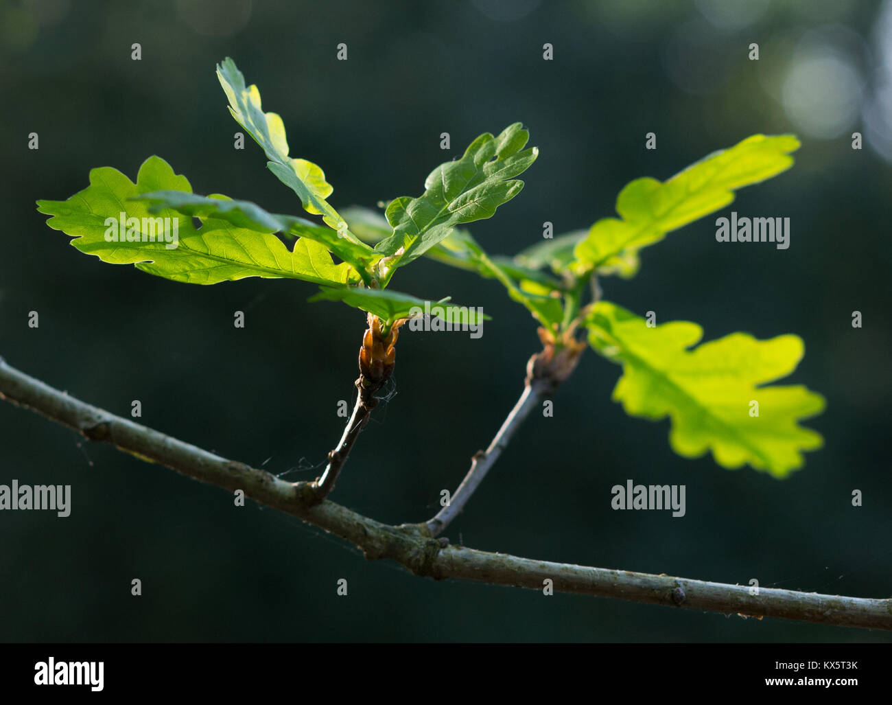 English Oak Leaves Stock Photo