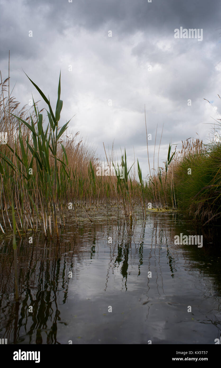 A cloudy sky is reflected in the water of a pond surrounded by tall reeds. Stock Photo