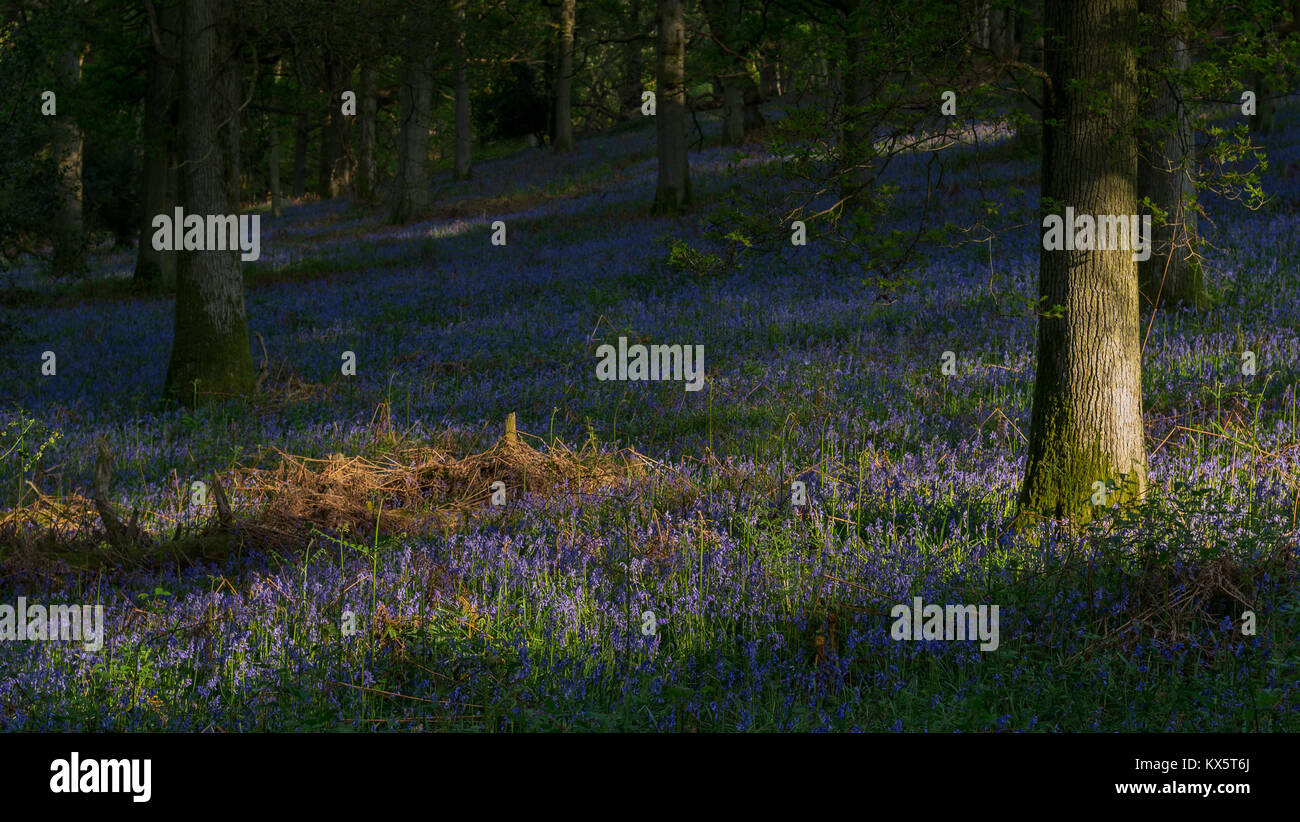 Oak Trees and Bluebells in Kent, horizontal Stock Photo
