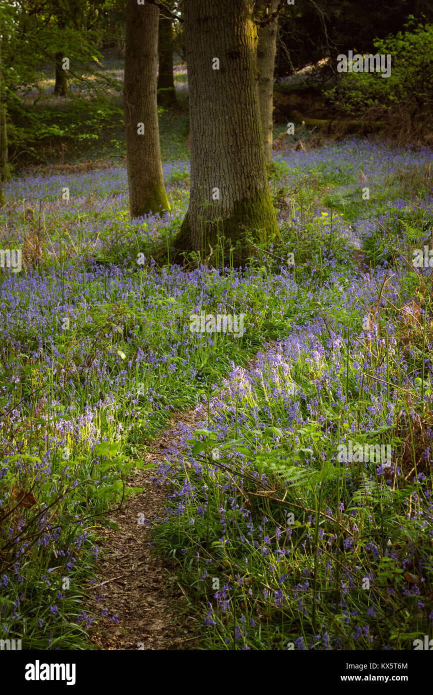 Oak Trees and Bluebells in Kent, vertical Stock Photo