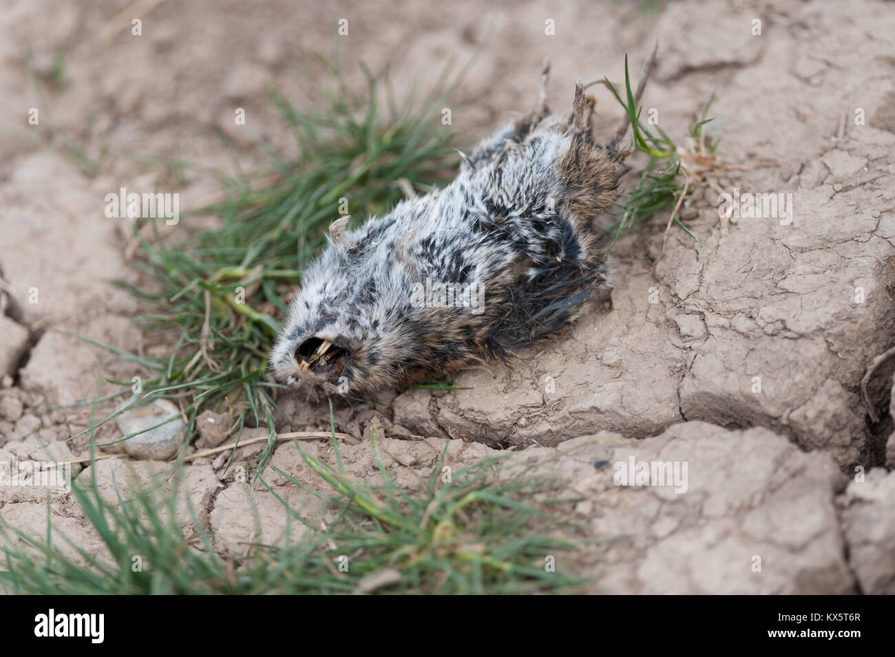 Dead rat and dried mud. Stock Photo