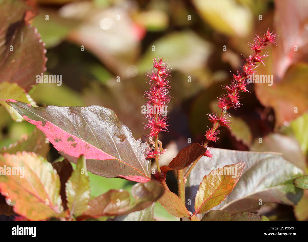 Closed up blooming vibrant red Acalypha wilkesiana flowers in the sunlight, Thailand Stock Photo