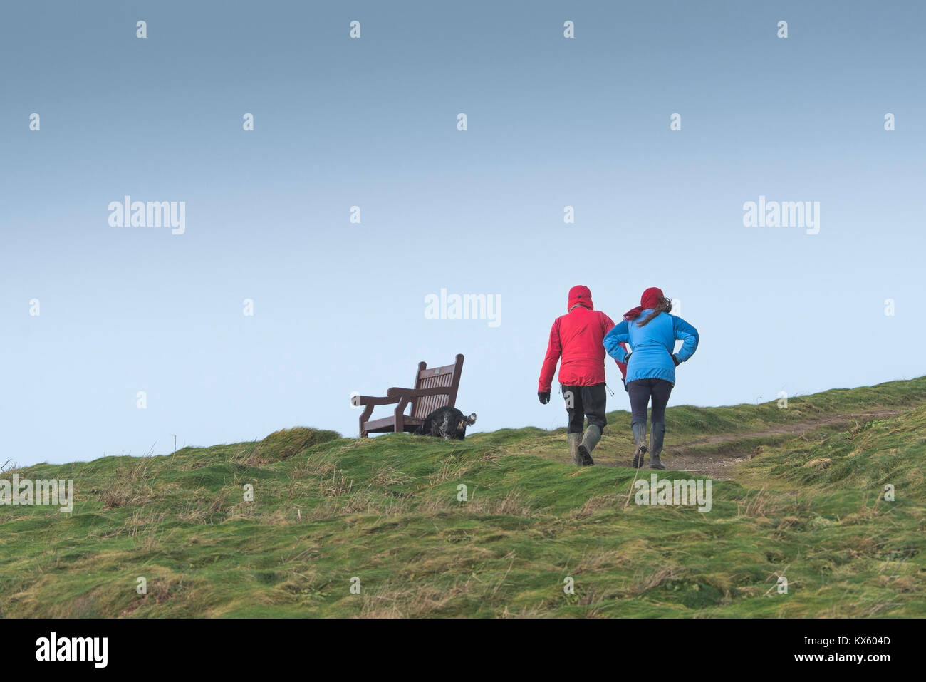 A couple wearing colourful colourful jackets walking their dog in windy weather. Stock Photo