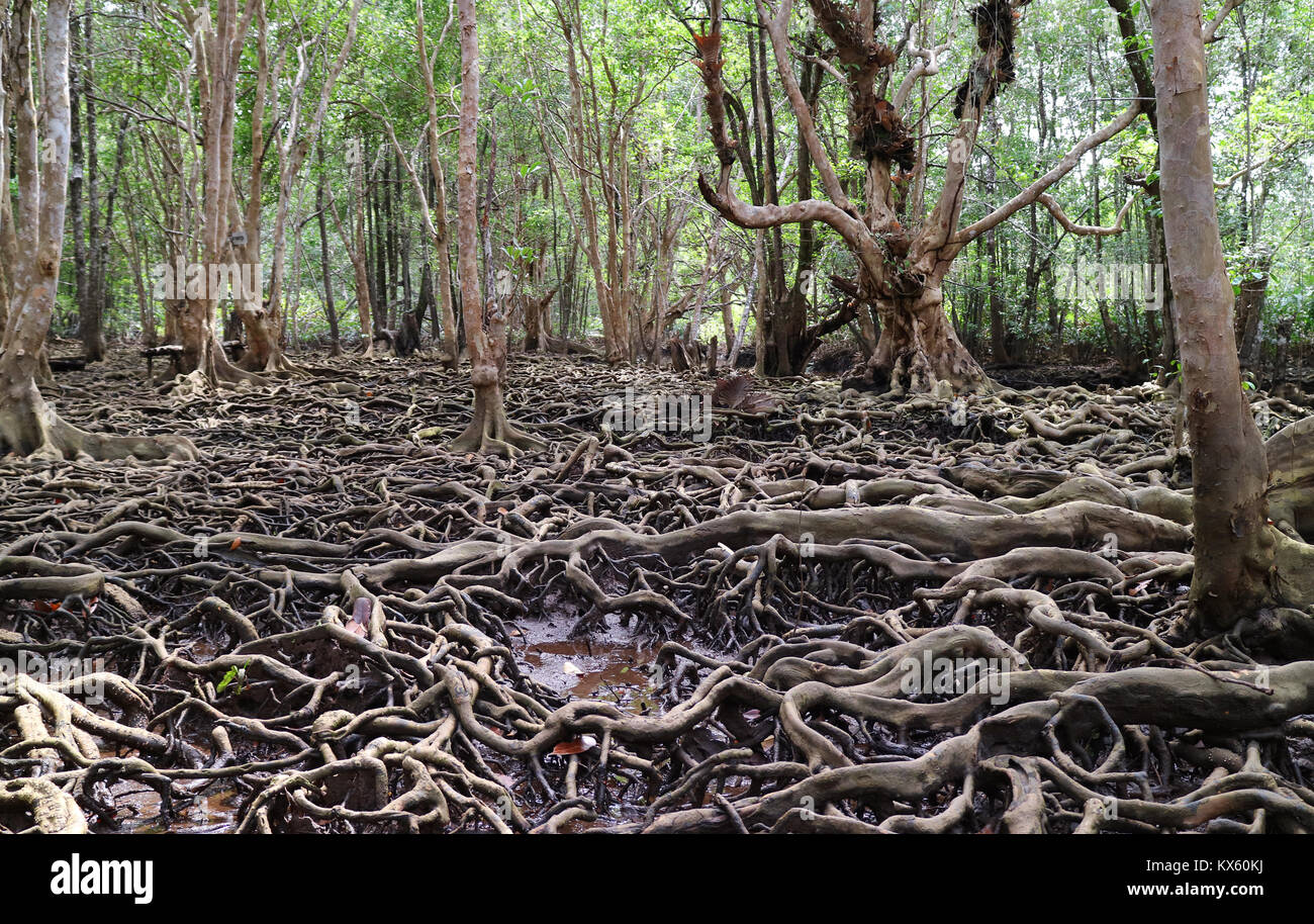 Amazing Tree Roots in the Mangrove Forest of Trat Province, Thailand Stock Photo