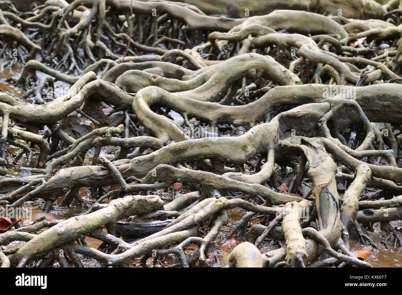 Incredible Mangrove Forest Tree Roots, Trat Province of Thailand Stock Photo