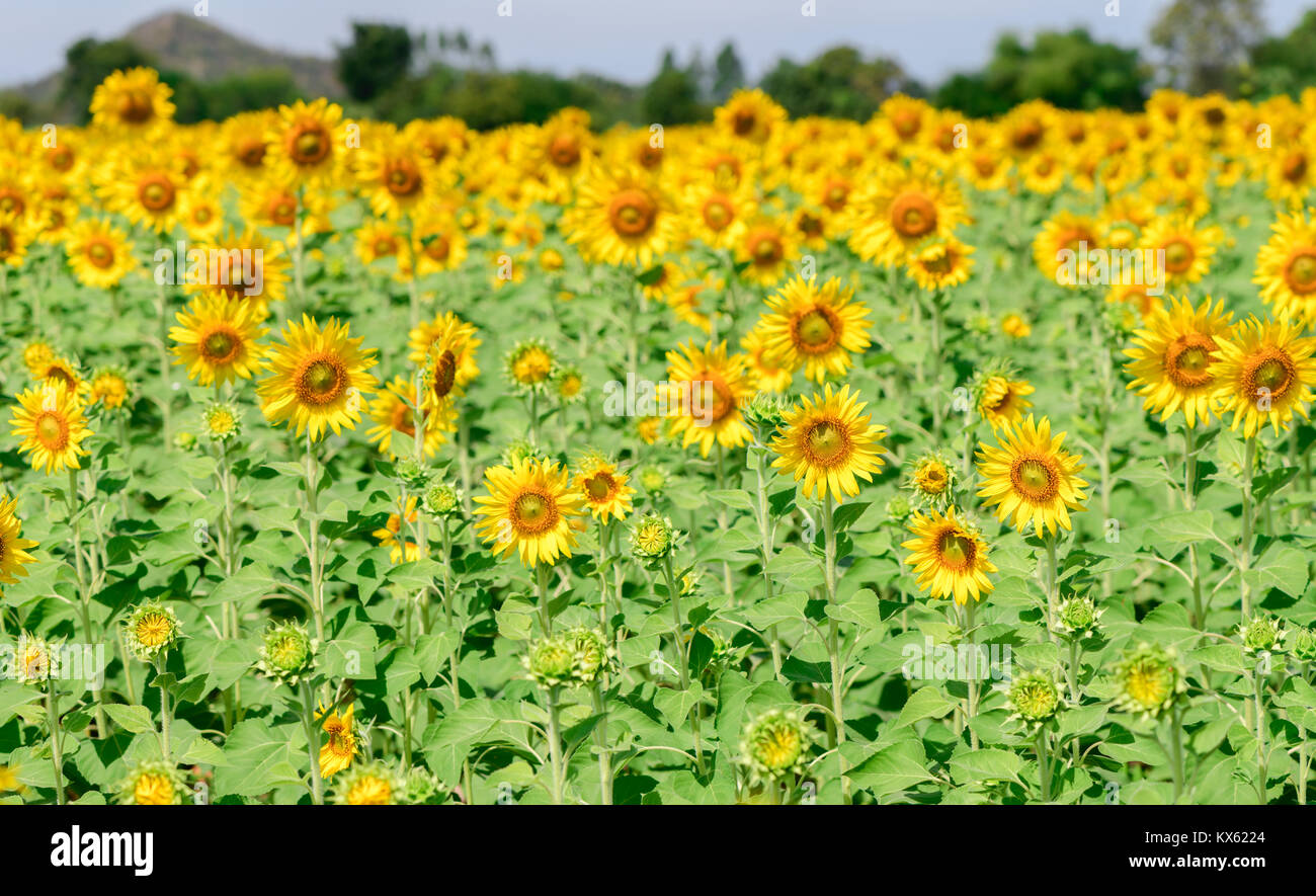 beautiful sunflower fields, the Famous Attractions flower on winter in
