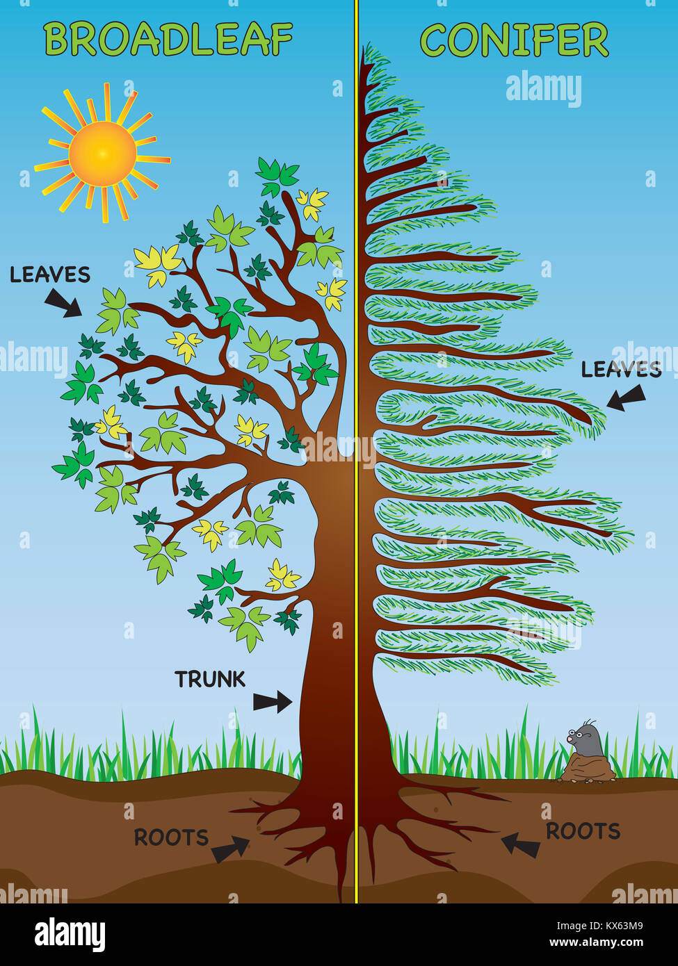 illustration of broadleaf and conifer for school Stock Photo - Alamy