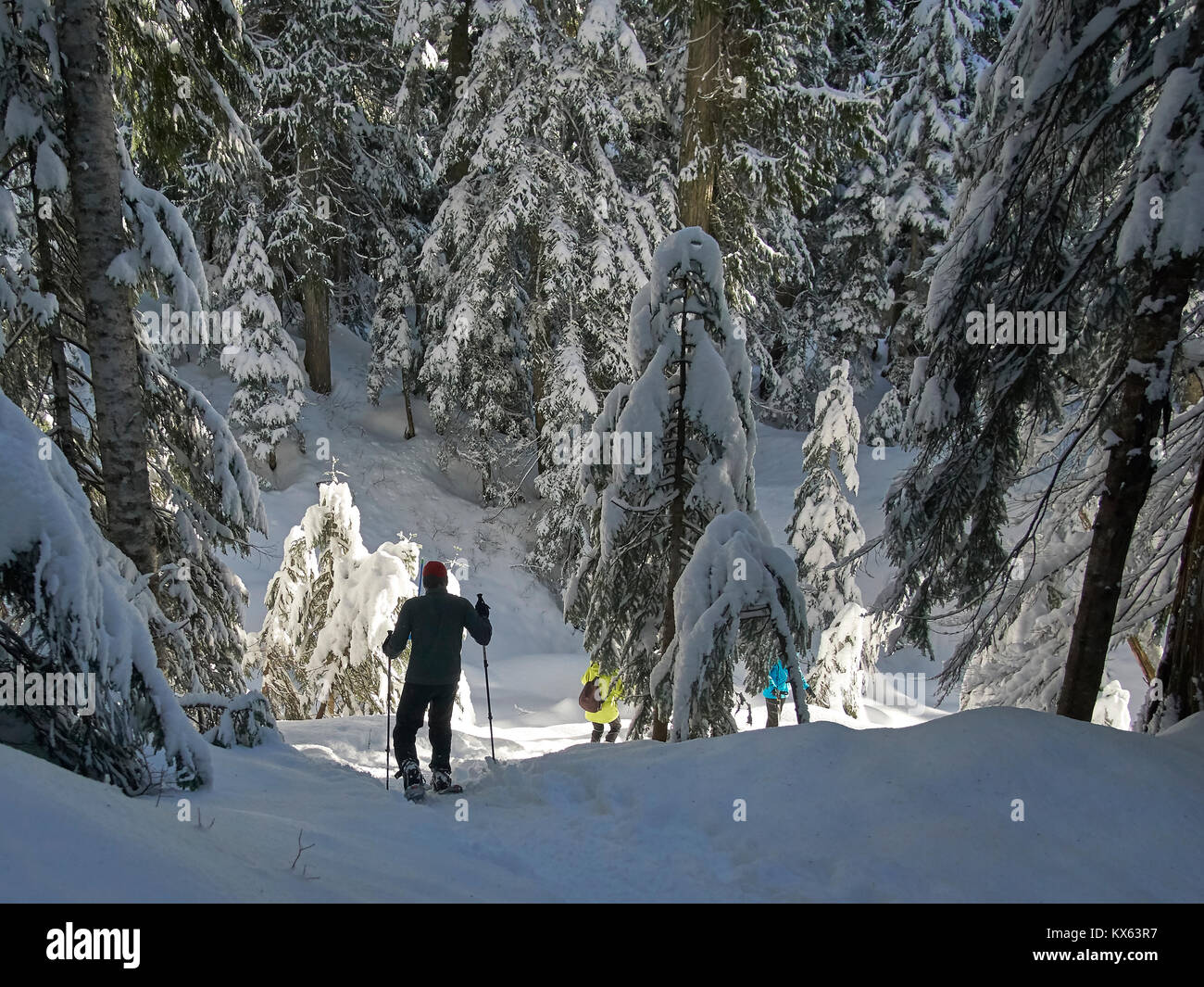 silhouette view of man snowshoeing on winter forest trails Stock Photo