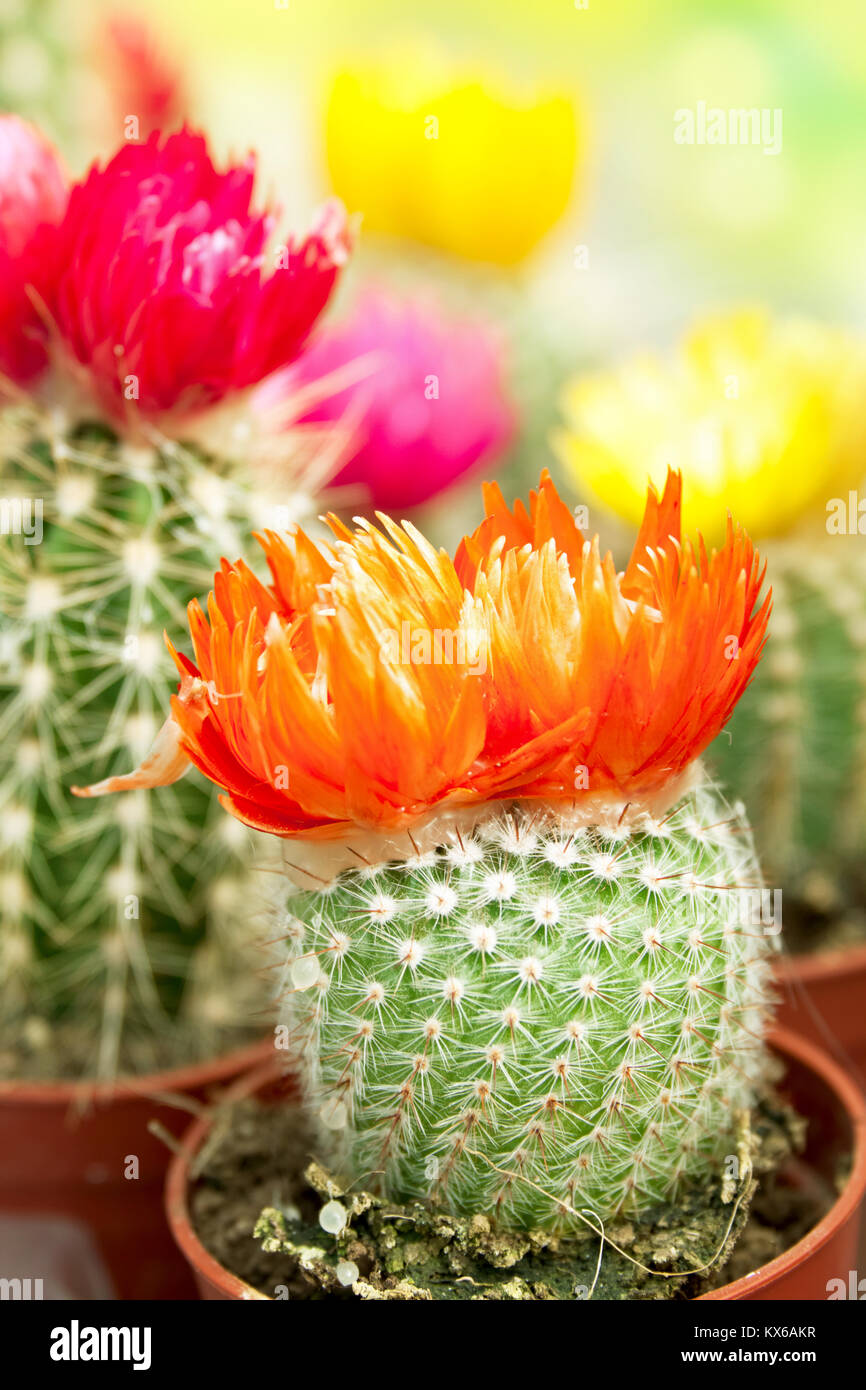 Dried up cactus hires stock photography and images Alamy