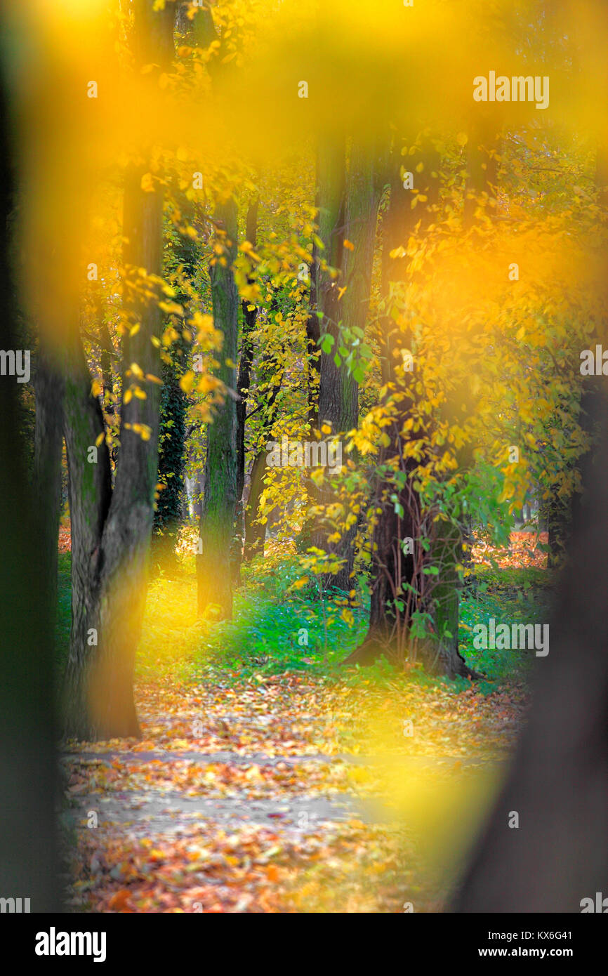 Autumn colorful trees in a park during an autumn season Stock Photo - Alamy
