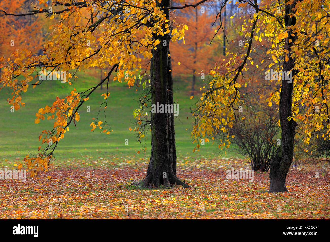 Autumn colorful trees in a park during an autumn season Stock Photo - Alamy