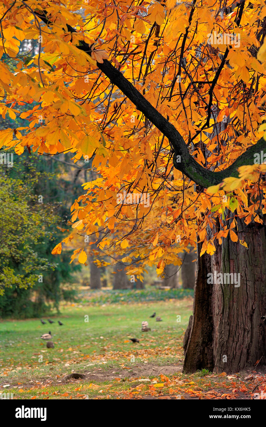 Autumn colorful trees in a park during an autumn season Stock Photo - Alamy
