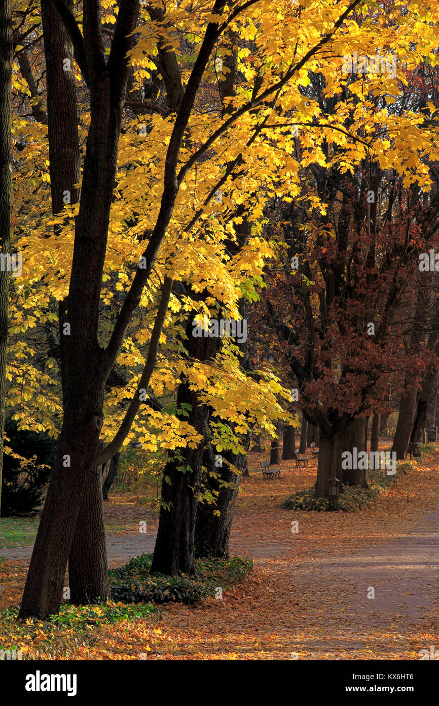 Autumn colorful trees in a park during an autumn season Stock Photo - Alamy