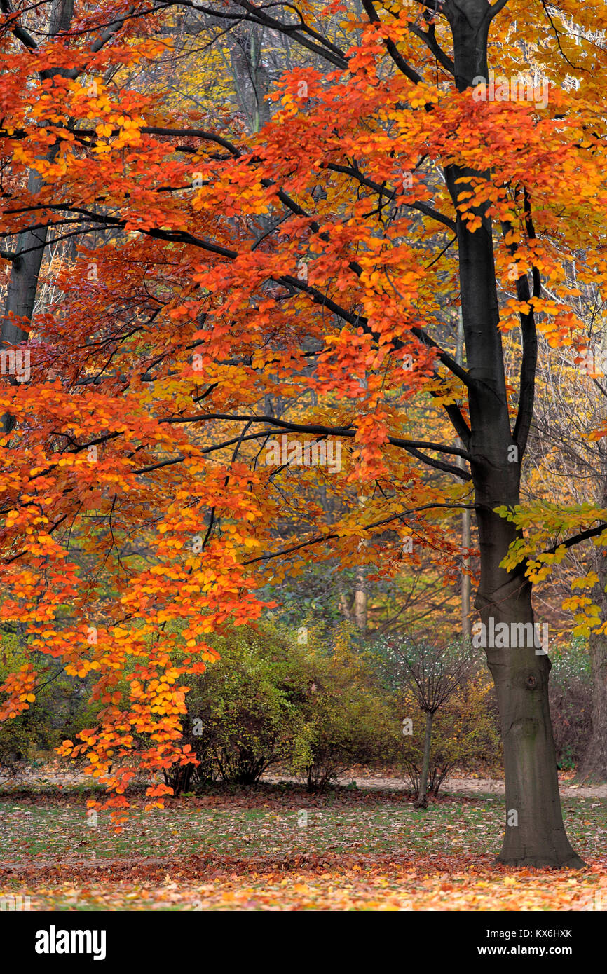Autumn colorful trees in a park during an autumn season Stock Photo - Alamy