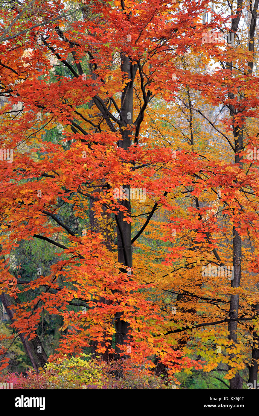 Autumn colorful trees in a park during an autumn season Stock Photo - Alamy