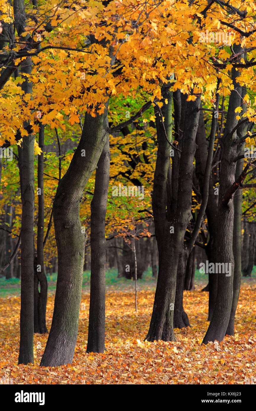 Autumn colorful trees in a park during an autumn season Stock Photo - Alamy