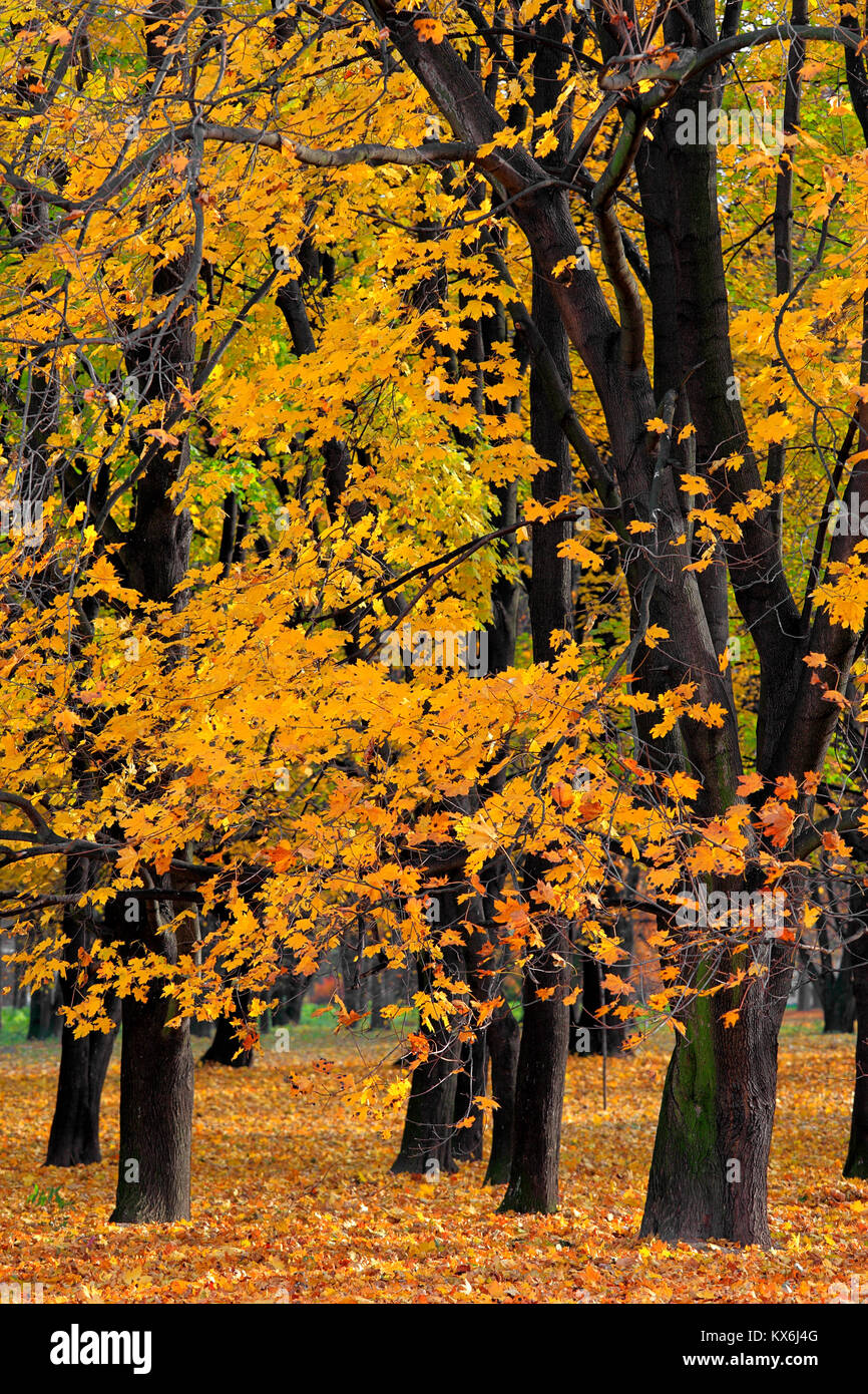 Autumn colorful trees in a park during an autumn season Stock Photo - Alamy